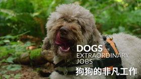 柯基最新爆料视频大全图片,揭秘最新爆料视频与图片集锦  第3张