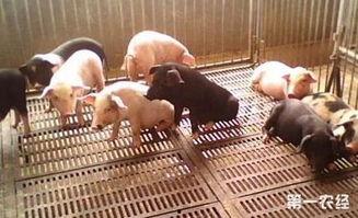 砌生猪肉完整在线观看,一场惊心动魄的美食冒险之旅  第2张