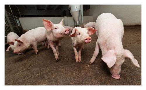 砌生猪肉完整在线观看,一场惊心动魄的美食冒险之旅  第3张