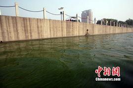 太原汾河最新爆料,绿色生态画卷徐徐展开  第3张