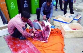 屠宰最新爆料新闻,屠宰行业惊人内幕曝光，监管漏洞亟待填补  第2张