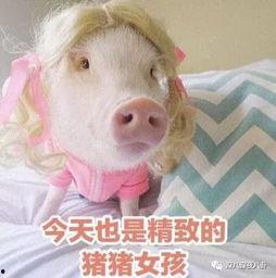 肥猪猪的日常娱乐吃瓜酱,娱乐酱的趣味生活点滴 第1张 肥猪猪的日常娱乐吃瓜酱,娱乐酱的趣味生活点滴 第1张