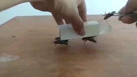 酒桌爆料游戏大全视频,揭秘游戏大全视频中的趣味瞬间 第1张 酒桌爆料游戏大全视频,揭秘游戏大全视频中的趣味瞬间 第1张