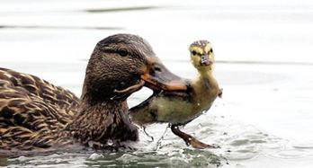 娱乐吃瓜鸭男人品种,吃瓜鸭视角下的男人品种大揭秘 第1张 娱乐吃瓜鸭男人品种,吃瓜鸭视角下的男人品种大揭秘 第1张