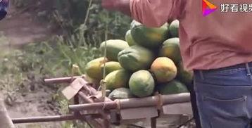 水果大叔爆料视频大全,视频大全背后的精彩故事 第2张 水果大叔爆料视频大全,视频大全背后的精彩故事 第2张